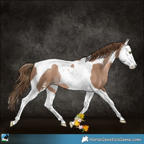 Horse Color:Liver Chestnut Pearl Sabino Splash Tobiano Rabicano