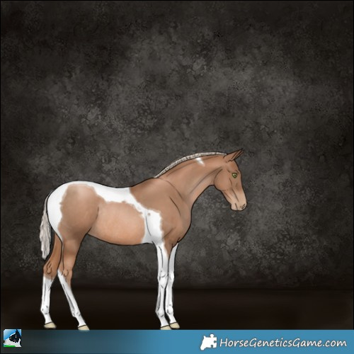 Horse Color:Liver Chestnut Pearl Tobiano Rabicano 