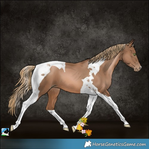 Horse Color:Liver Chestnut Pearl Tobiano 