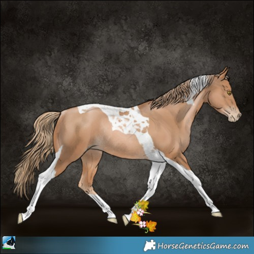 Horse Color:Chestnut Pearl Tobiano Rabicano