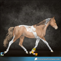 Horse Color:Chestnut Pearl Tobiano Rabicano 