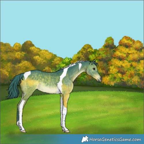 Horse Color:Watercolor Brown Dun Tobiano Rabicano 