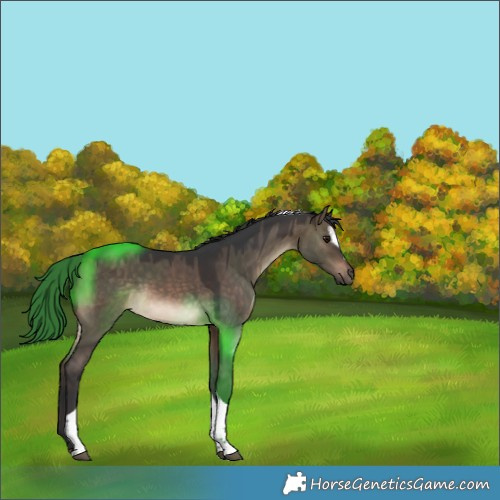 Horse Color:Brown Dun Sabino Tobiano 