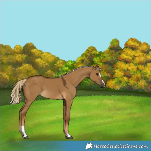Horse Color:Chocolate Palomino Dun Sabino 