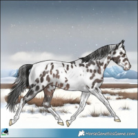 Horse Color:Platinum Liver Chestnut Tobiano Appaloosa 