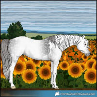 Horse Color:Gray Liver Chestnut Tobiano