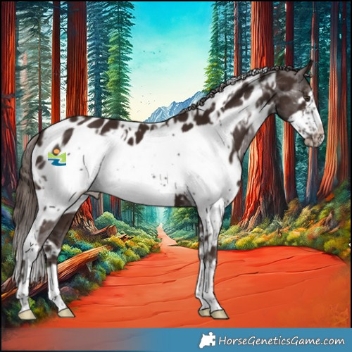 Horse Color:White Spotted Liver Chestnut Frame Appaloosa 