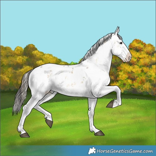 Horse Color:White Spotted Buckskin Onyx Mushroom Sabino Appaloosa Rabicano Brindle 