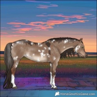 Horse Color:White Spotted Liver Red Dun Tobiano 