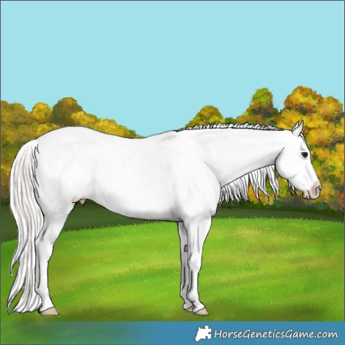 Horse Color:Silver Bay Splash Tobiano Appaloosa 