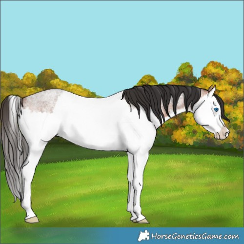 Horse Color:Bay Roan Splash 