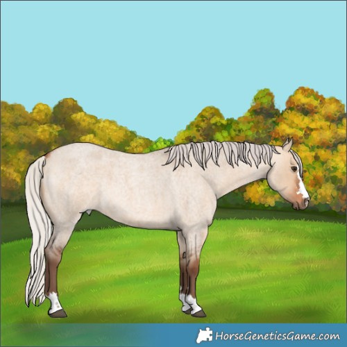 Horse Color:Silver Bay Roan Dun