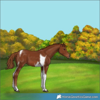 Horse Color:Chestnut Tobiano 