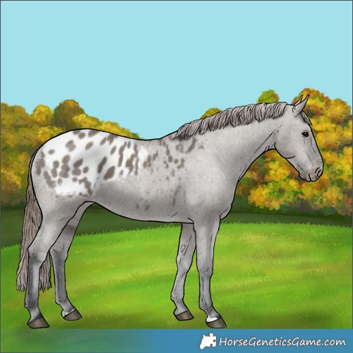 Horse Color:Grullo Appaloosa 