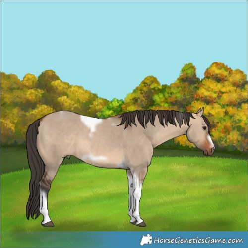 Horse Color:Bay Dun Tobiano Frame 