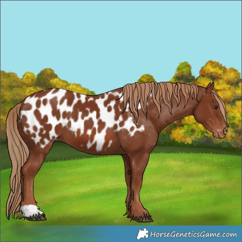 Horse Color:Chestnut Appaloosa 