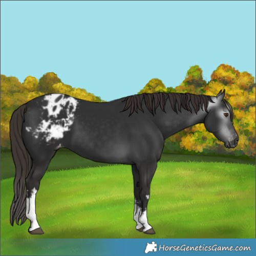 Horse Color:Gray White Spotted Liver Chestnut Appaloosa 