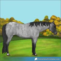 Horse Color:Blue Roan Appaloosa