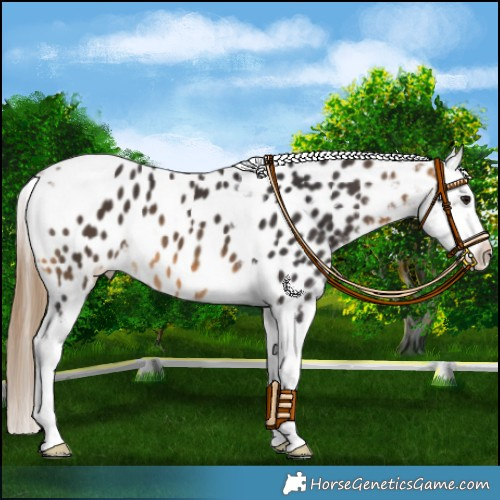 Horse Color:Buckskin Tobiano Appaloosa 