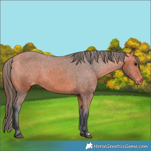Horse Color:Bay Appaloosa 