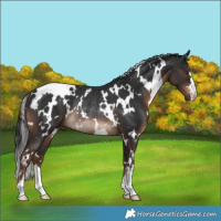 Horse Color:White Spotted Liver Chestnut Rabicano 