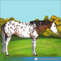 Horse Color:Brown Splash Appaloosa 