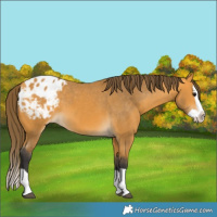 Horse Color:Buckskin Splash Appaloosa 
