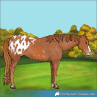 Horse Color:Chestnut Splash Appaloosa 