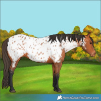 Horse Color:Bay Near Leopard 