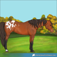 Horse Color:Bay Appaloosa 