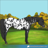 Horse Color:Black Near Leopard 
