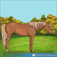 Horse Color:Chestnut Appaloosa 