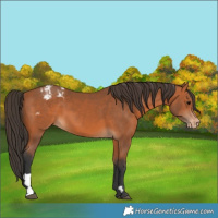 Horse Color:Bay Varnish 