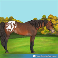 Horse Color:Bay Appaloosa 