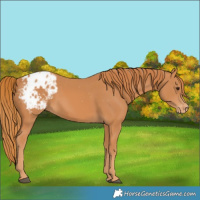 Horse Color:Chestnut Appaloosa 