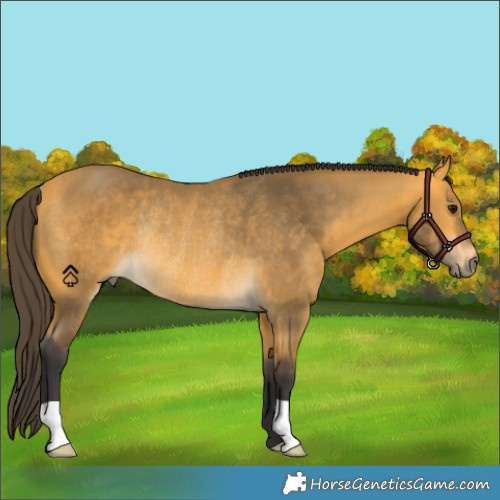 Horse Color:Buckskin Rabicano 