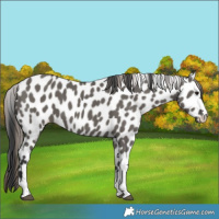 Horse Color:Grullo Appaloosa 