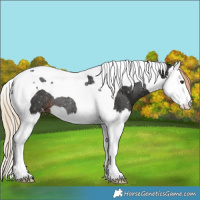 Horse Color:Liver Chestnut Sabino Splash Tobiano Snowflake Varnish Rabicano 