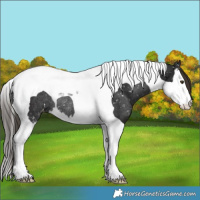 Horse Color:Liver Chestnut Sabino Splash Tobiano Snowflake Varnish Rabicano 