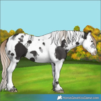 Horse Color:Liver Chestnut Sabino Splash Tobiano 