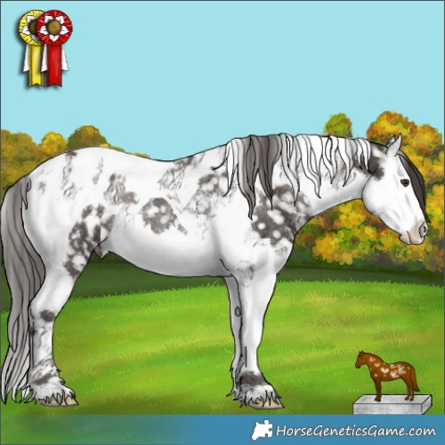 Horse Color:Liver Chestnut Sabino Splash Tobiano Appaloosa Rabicano 