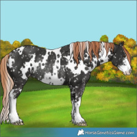 Horse Color:White Spotted Liver Chestnut Sabino Snowflake Varnish Rabicano 
