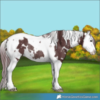 Horse Color:White Spotted Chocolate Brown Splash Tobiano Snowflake Varnish Rabicano 