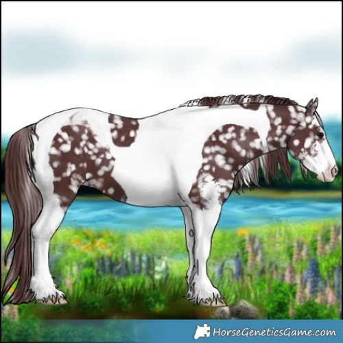 Horse Color:Chocolate Brown Sabino Tobiano Appaloosa 