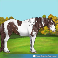 Horse Color:Chocolate Brown Sabino Tobiano Appaloosa