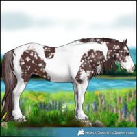 Horse Color:Chocolate Brown Sabino Tobiano Appaloosa