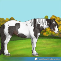 Horse Color:Liver Chestnut Sabino Tobiano Rabicano