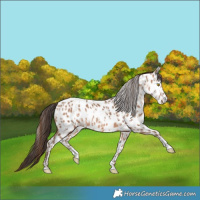 Horse Color:Amber Champagne Appaloosa  and Amber Champagne Appaloosa 