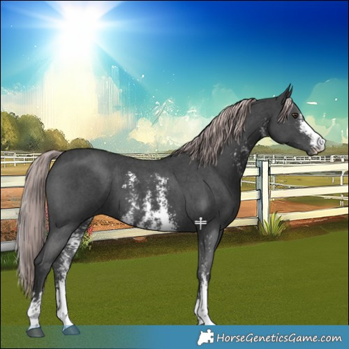 Horse Color:Platinum Liver Chestnut Sabino 