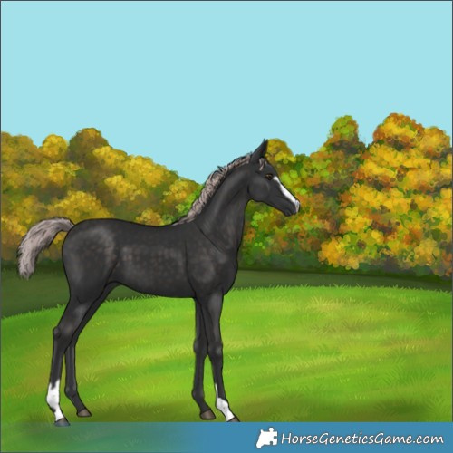 Horse Color:Platinum Liver Chestnut Sabino 